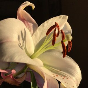 Meet your Posher, Amber